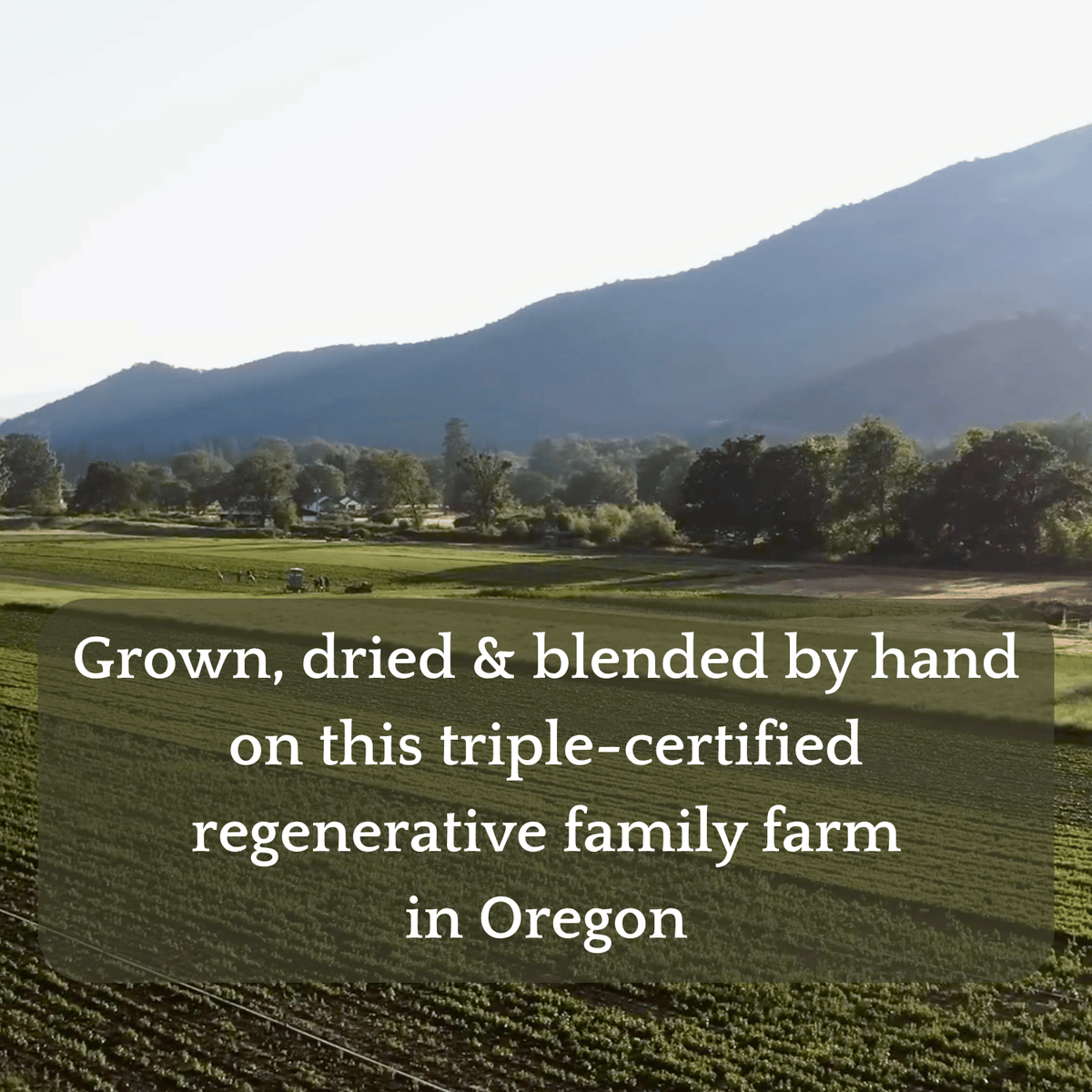 Symphony: Comprehensive Menopause Relief From Organic Teas Handmade On USA Regenerative Farms