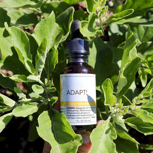 Daily Performance Booster: Adapt