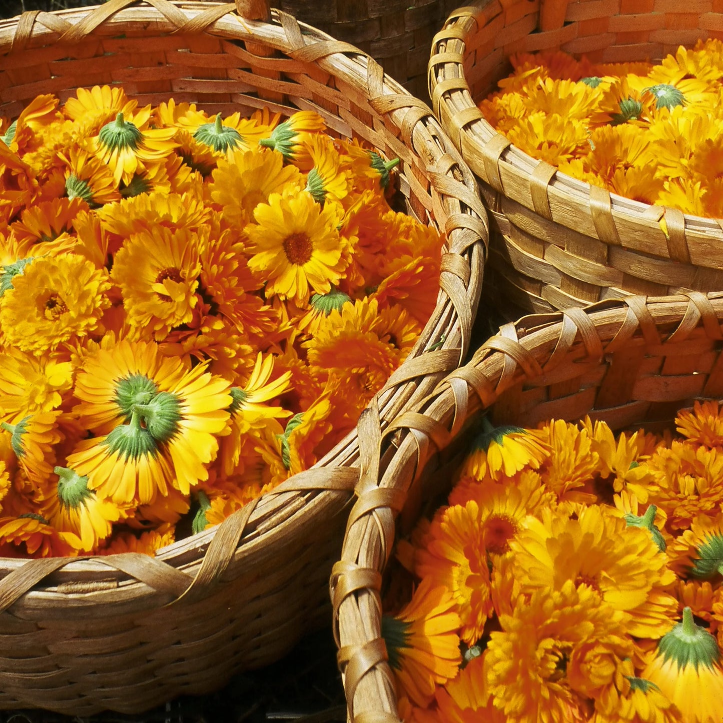 Calendula Oil: The Daily Moisturizer