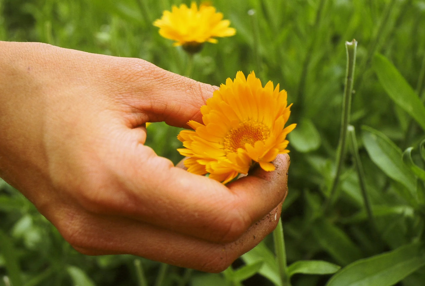 Calendula Oil: The Daily Moisturizer