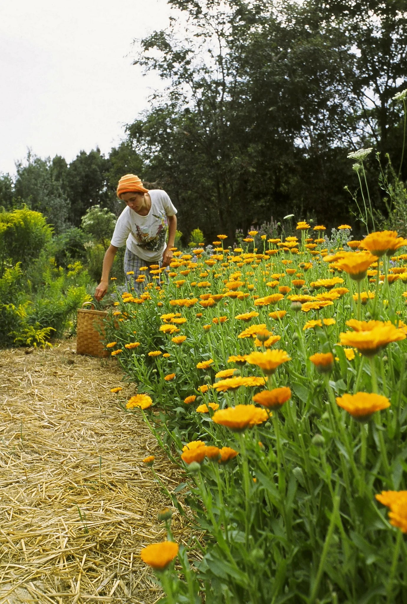 Calendula Oil: The Daily Moisturizer