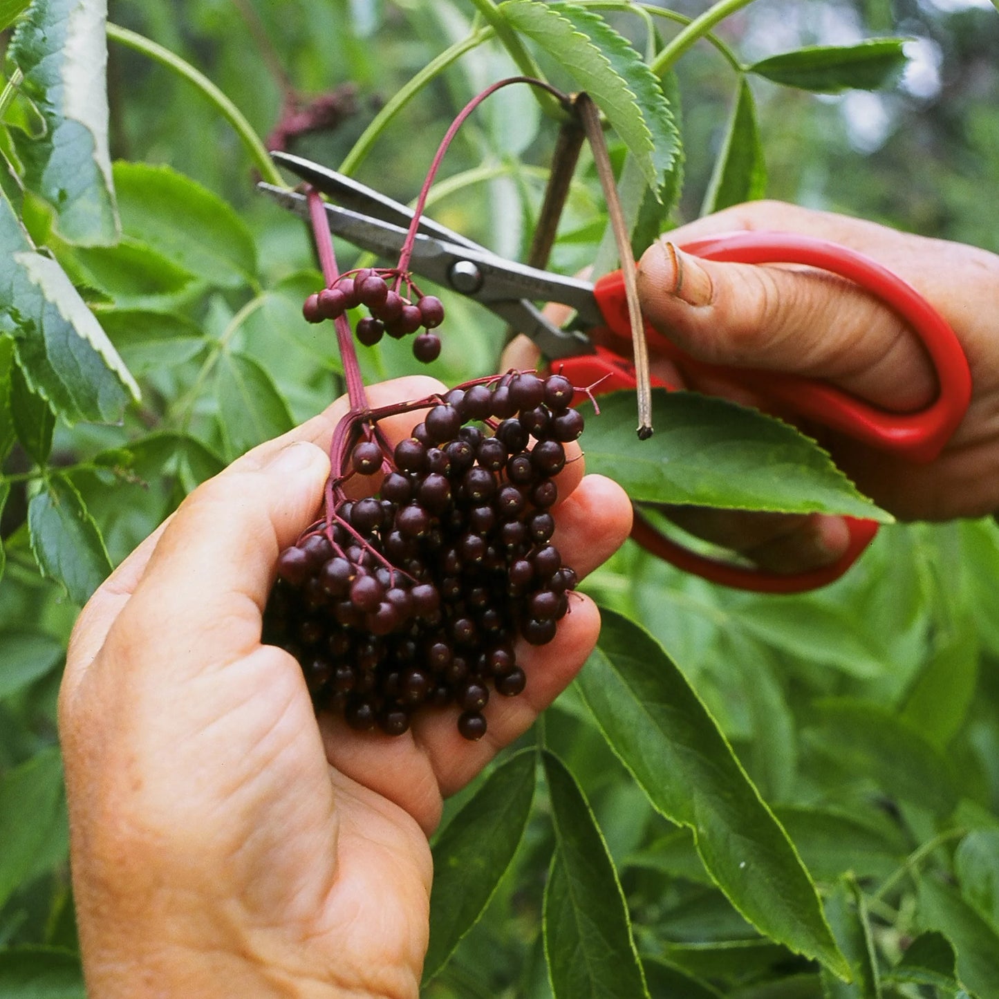 Elderberry Elixir: Immunity