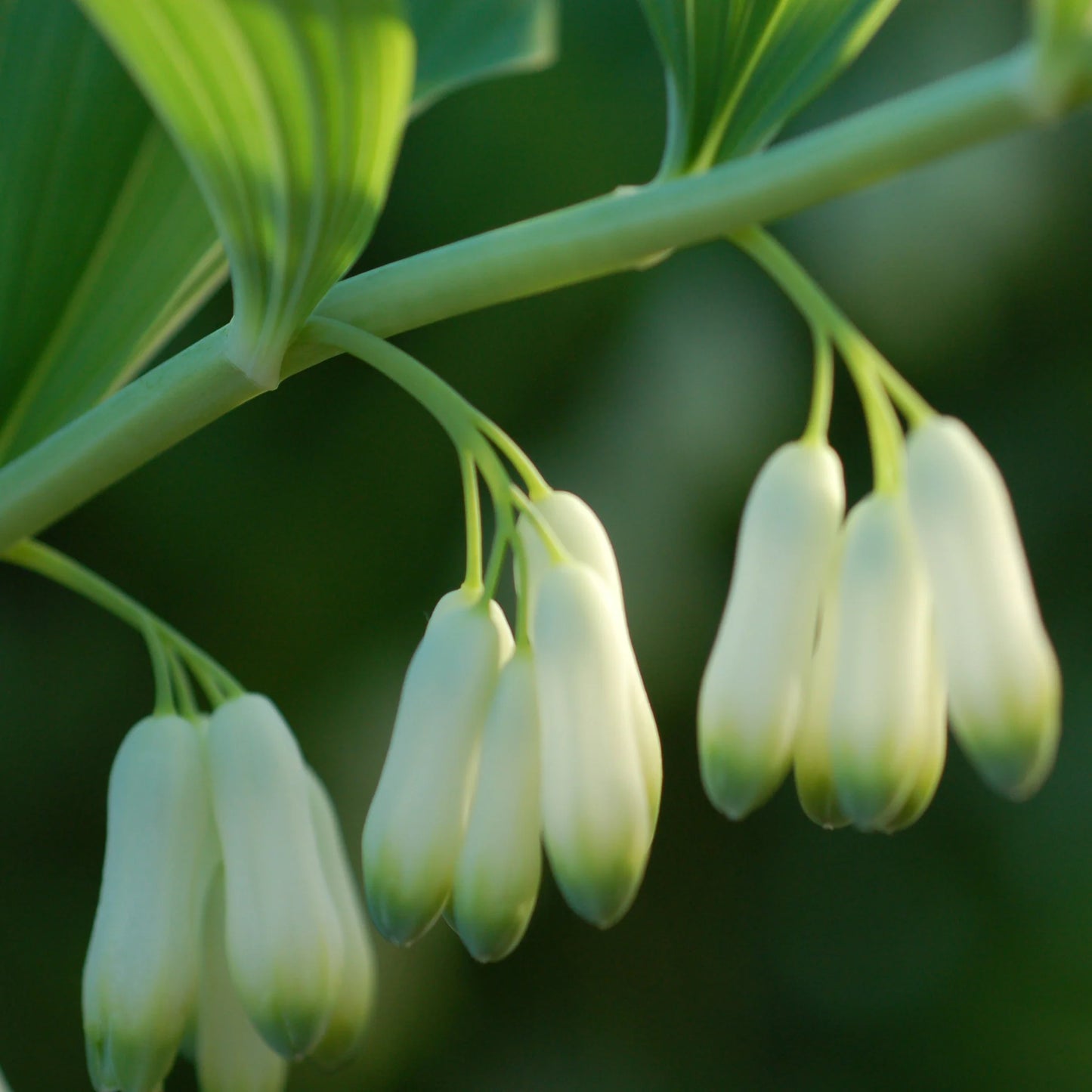 Solomon's Seal Tincture: Aches & Pains